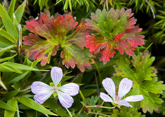 Wall Mural - Hayada's Geranium Taiwan