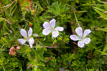 Wall Mural - Hayada's Geranium Taiwan