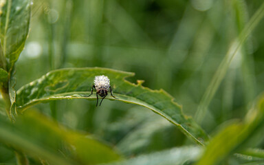 fly on a green leaf