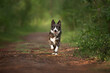 happy grey border collie dog running in the park