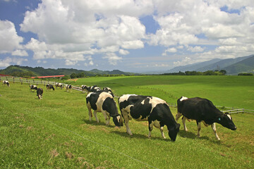 Canvas Print - Taitung Beinan Chulu Ranch grazing area