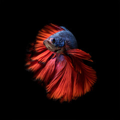 Wall Mural - Colourful Betta fish,Siamese fighting fish in movement isolated on black background.