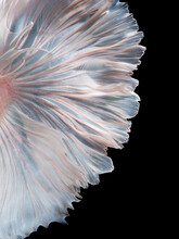 Abstract Fine Art Fish Tail Free Form Of Betta Fish Or Siamese Fighting Fish Isolated On Black Background.