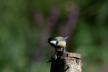 Common UK garden birds feeding.