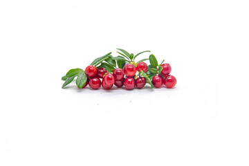  Lingonberry berries on a white background.