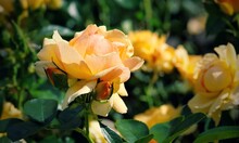 Bright Pink, Yellow And Orange Rose With Rosebuds