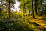 Fototapeta  - Poranek wczesna jesień w lesie