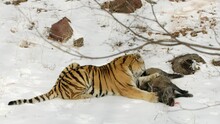 Siberian tiger eating its wild boar prey