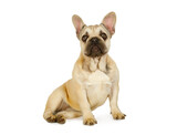 Fototapeta Zwierzęta - Sweet six month old French bulldog puppy sitting against a white background
