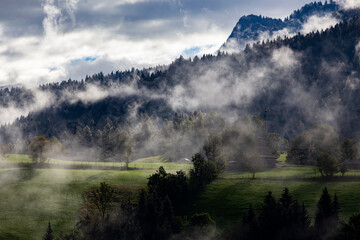 Wall Mural - Silhouette of forest with dense fog.