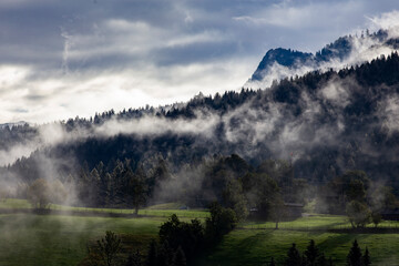 Wall Mural - Silhouette of forest with dense fog.