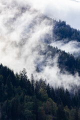 Wall Mural - Silhouette of forest with dense fog.