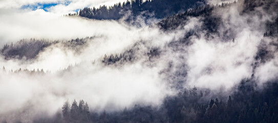 Wall Mural - Silhouette of forest with dense fog.