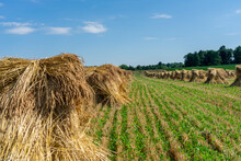 Amish / Mennonite Wheat / Barley Bails Of Straw Waiting To Be Thrashed.  Marco And Close Up Photographs.  Holmes County Ohio.  Mid Summer Harvest Of Winter Wheat.  Selective Focus/ Bokeh 