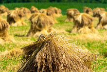 Amish / Mennonite Wheat / Barley Bails Of Straw Waiting To Be Thrashed.  Marco And Close Up Photographs.  Holmes County Ohio.  Mid Summer Harvest Of Winter Wheat.  Selective Focus/ Bokeh 