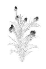 Poster - Wireframe of flowers with sharp leaves from black lines isolated on white background. 3D. Vector illustration