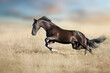 © kwadrat70 - horse running in the field