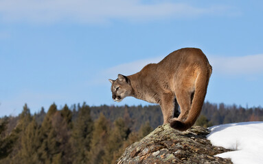 Poster - Cougar or Mountain lion (Puma concolor) walking through the mountains in the winter snow.