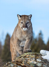 Cougar Or Mountain Lion (Puma Concolor) On The Prowl In The Winter Snow In The U.S.