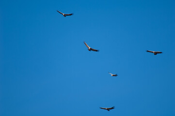 Wall Mural - Griffon vultures Gyps fulvus in flight over the Guara mountains.