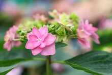 Close Up Pink Hydrangea Hortensia Flowers