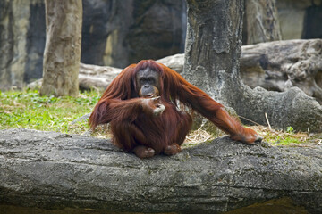 Canvas Print - Orangutan