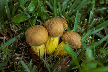 Yellow Puffy Mushrooms In A Group In Grass - Closeup