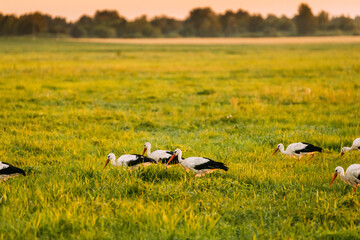 Wall Mural - Group Of European White Storks Ciconia Ciconia Feeding In Summer Meadow. Wild Birds In Sunny Evening In Belarus