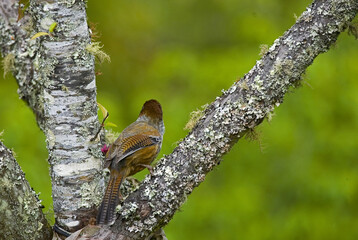 Wall Mural - Winged thrush