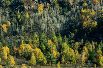 Poster - Forest in the foothills of the Republic of Gorny Altai, Russia.