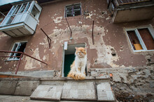 Cat Near The Bombed House. War In Donbass. Eastern Ukraine.