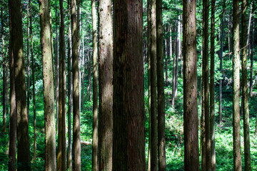 Close up an old tree in green forest near Akiyoshidai in summer season. There are trees and grass in image.