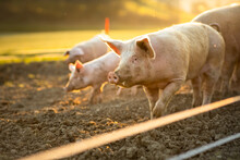 Pigs Eating On A Meadow In An Organic Meat Farm - Wide Angle Lens Shot
