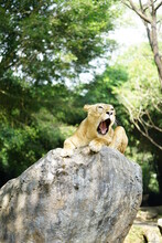 Lion Cub Sitting On Rock