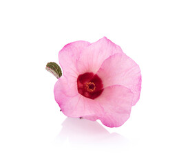 roselle flower on white background