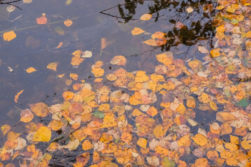 Wall Mural - autumn pond covered with beautiful yellow and orange leaves. warm autumn colors.colorful leaves floa