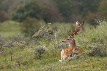 Wall Mural - Fallow deer during the rutting season