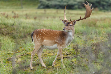 Wall Mural - Fallow deer during the rutting season