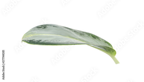 Fotografía Aglaonema leaf isolated on white. Beautiful tropical plant