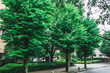 川崎の鮮やかな緑の街路樹　