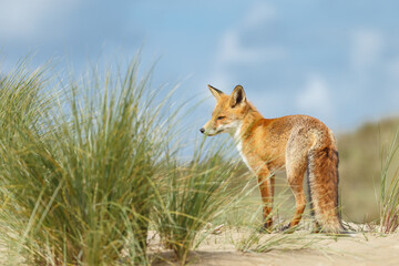 Wall Mural - Red fox in naturen a sunny day in September