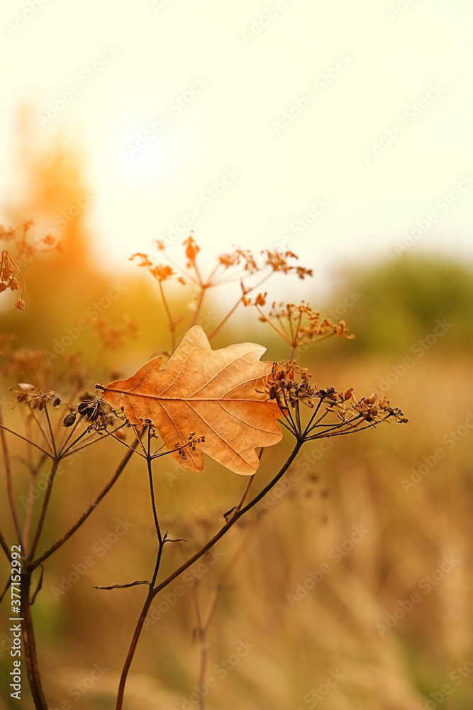 autumn nature background with oak leaf and dry grass. fall seasonal landscape.  - obrazy, fototapety, plakaty 