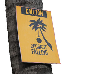 Warning sign Beware of falling coconut old and dirty condition isolated on white background , Ideal for use in the design.