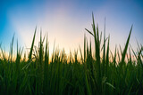 Fototapeta Na sufit - The sun shone on the fields covered with rice growing out. When the sunset in the evening.