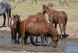 Fototapeta Konie - Wild Horses at a Waterhole in the Desert