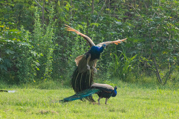 Wall Mural - Two Indian peacocks fighting for dominance