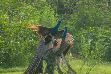 Two Indian peacocks fighting for dominance