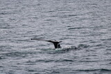 Fototapeta Konie - Whale Watching Tour around the city of Húsavík in northern Iceland, the whale capital of the world