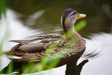 Wall Mural - wild duck in nature close up