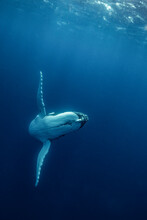 A Humpback Whale Portrait With Sunlight Ray